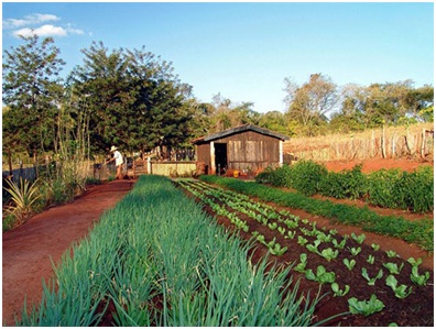Agroecological intercropping